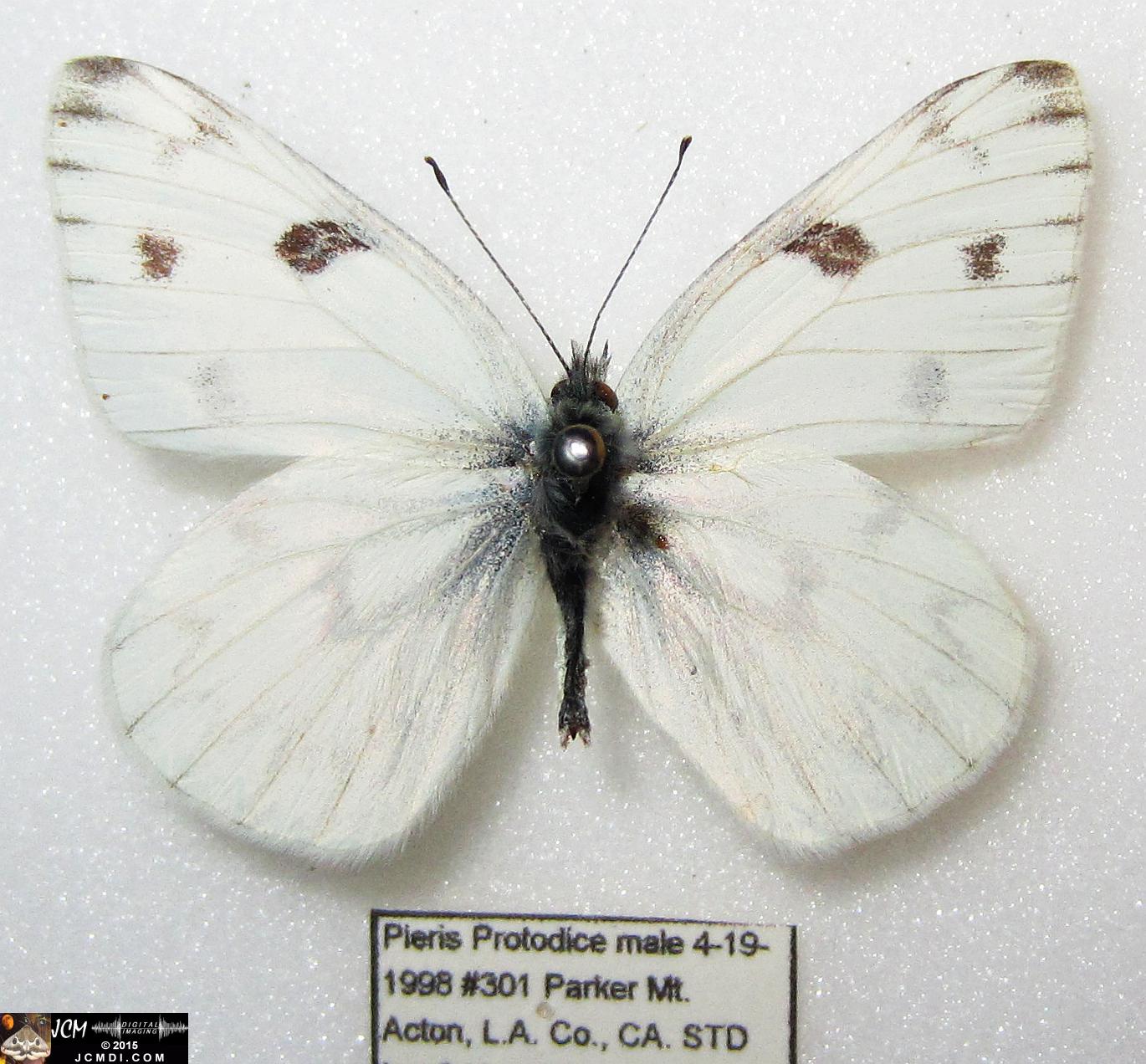Checkered White Butterfly (Pieris protodice) male